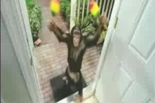 Wii版『サンバ DE アミーゴ』の海外CM動画が動物愛護団体の意見を受け公開中止に 画像