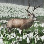 あなたは何種見つけた？―あつまれ 対馬の森『Ghost of Tsushima』の生き物図鑑