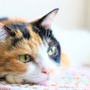 【猫の日特集】現実に疲れたらすべてを投げ出して猫になればいいじゃない！猫になれるゲーム6選