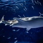 『あつ森』に登場する35種以上のサカナや海の幸を展示！「いおワールドかごしま水族館」にてコラボイベントが開催決定