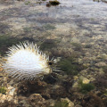 実は“針三百本”！？『あつまれ どうぶつの森』で釣れるハリセンボンってどんな魚？【平坂寛の『あつ森』博物誌】