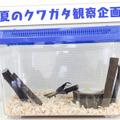 日本一ソフトウェア、クワガタ観察生放送配信！昆虫界最強のハサミ使いを24時間観察