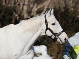 「全ゴルシトレーナーの皆さまへ」…メイタイファームが『ウマ娘』ユーザーに凛々しい御姿を贈る!─「使用もご自由に」