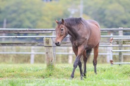 元競走馬「ナイスネイチャ」誕生日記念寄付が今年も幕開け！ 開始から半日経たずに1,000万円越え─『ウマ娘』人気にも言及